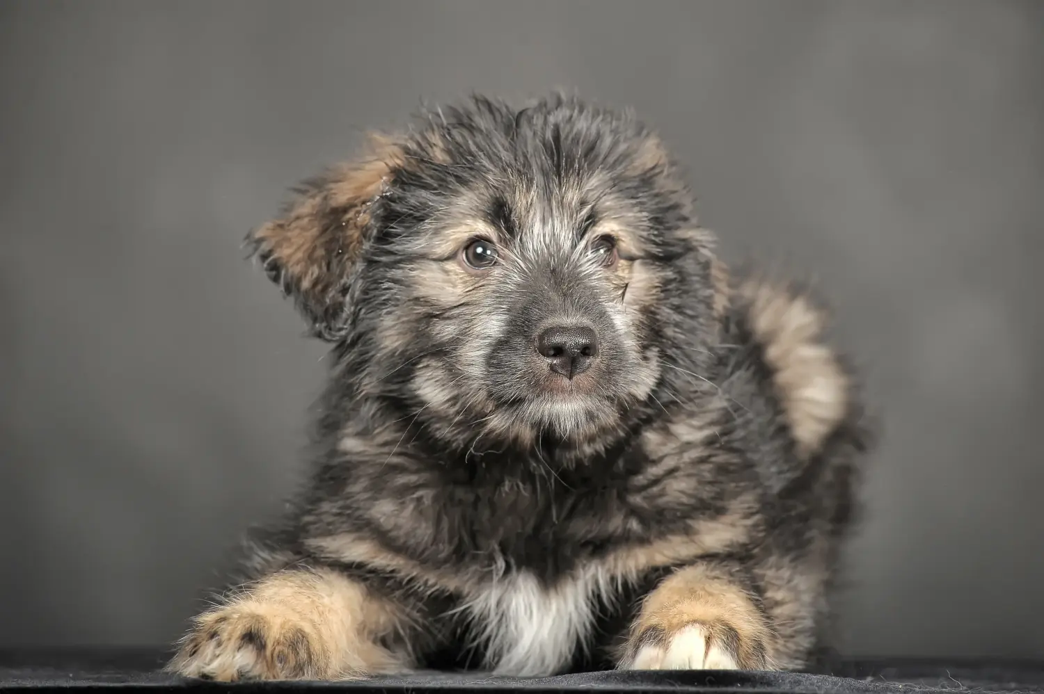 Buying a Caucasian Shepherd puppy means taking responsibility! Buy Caucasian Shepherd puppies.