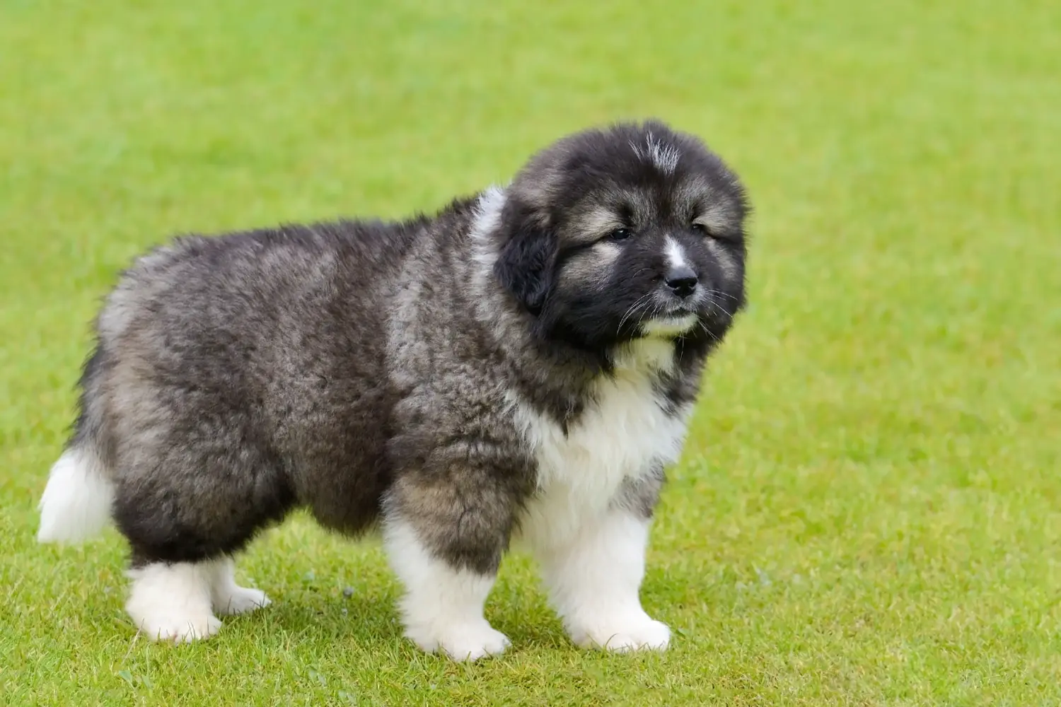 Buying a Caucasian Shepherd puppy means taking responsibility! Buy Caucasian Shepherd puppies.