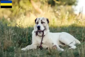 Read more about the article Central Asian Shepherd breeders and puppies in Gelderland