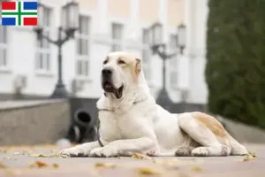Read more about the article Central Asian Shepherd Dog breeder and puppies in Groningen