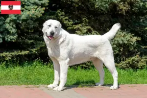 Read more about the article Central Asian Shepherd Dog breeders and puppies in Austria