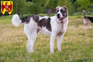 Read more about the article Central Asian Shepherd Dog breeder and puppies in Burgenland