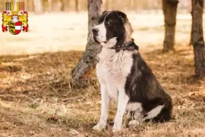 Read more about the article Central Asian Shepherd Dog breeder and puppies in Carinthia