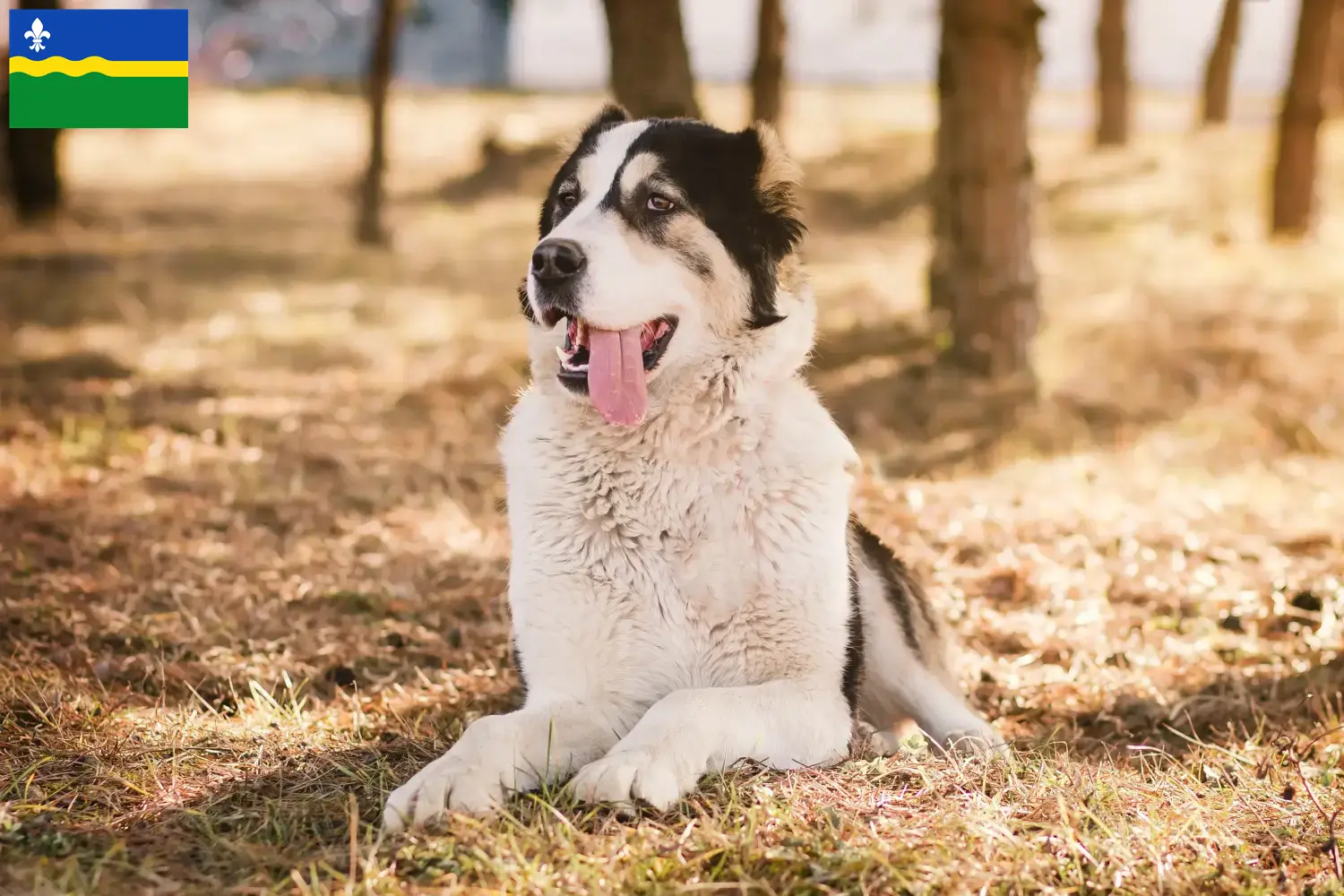 Central Asian Shepherd puppies and breeders Flevoland Find Central Asian Shepherd Dog breeders in Flevoland.