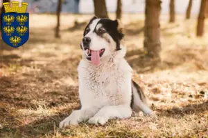 Read more about the article Central Asian Shepherd Dog Breeder and Puppies in Lower Austria