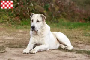 Read more about the article Central Asian Shepherd breeders and puppies in North Brabant