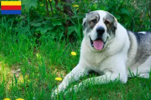 Read more about the article Central Asian Shepherd Dog breeder and puppies in North Holland