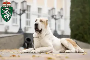 Read more about the article Central Asian Shepherd Dog breeder and puppies in Styria