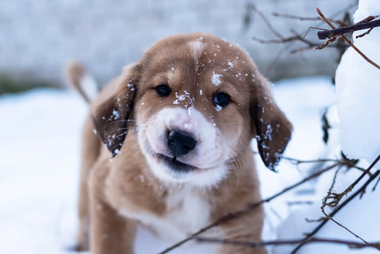 Buying a Central Asian Shepherd puppy means taking responsibility! Buy Central Asian Shepherd puppies.