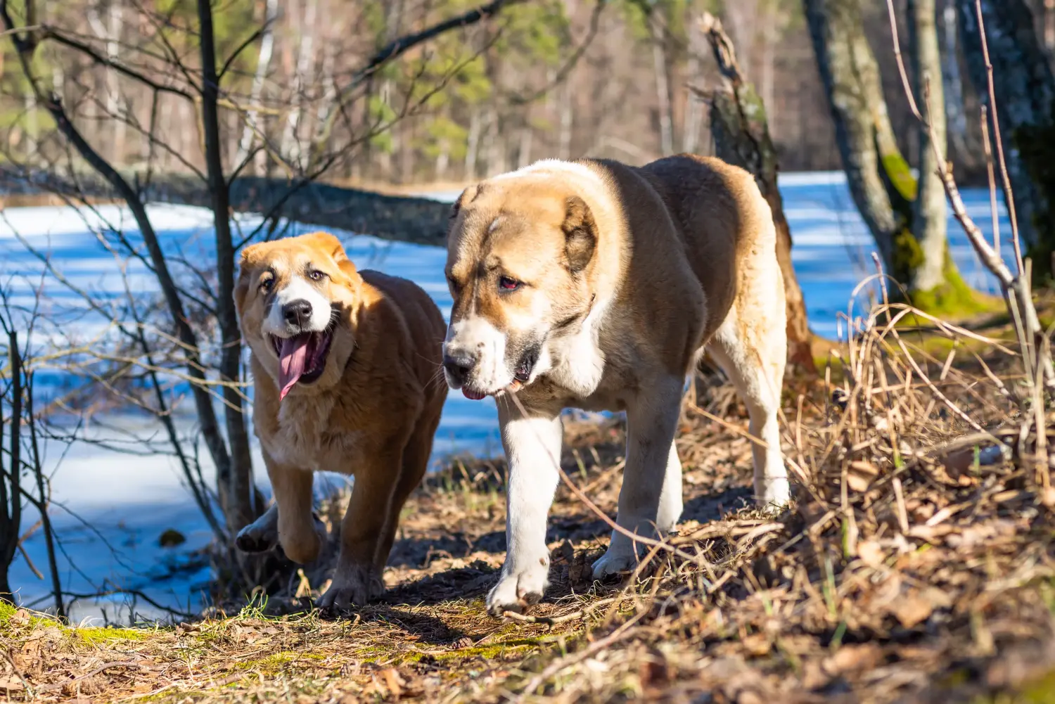 Buying a Central Asian Shepherd puppy means taking responsibility! Buy Central Asian Shepherd puppies.