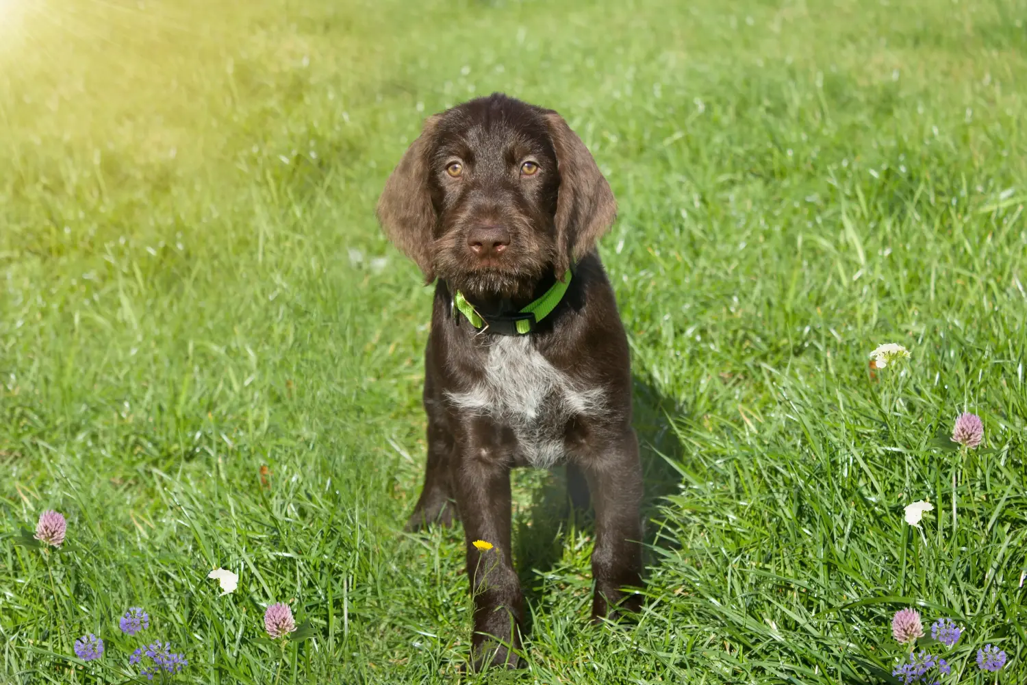 Buying a Český fousek puppy means taking responsibility! Buy Český fousek puppies.