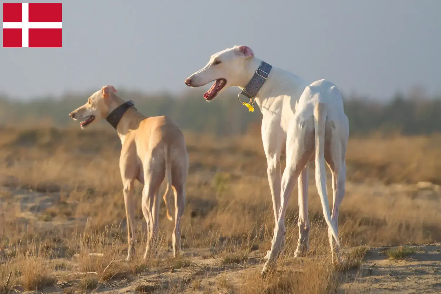 Chart Polski puppies and breeders Denmark Here you can find Chart Polskis breeders in Denmark.