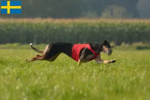 Read more about the article Chart Polski breeders and puppies in Sweden