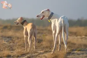 Read more about the article Chart Polski breeders and puppies in Syddanmark