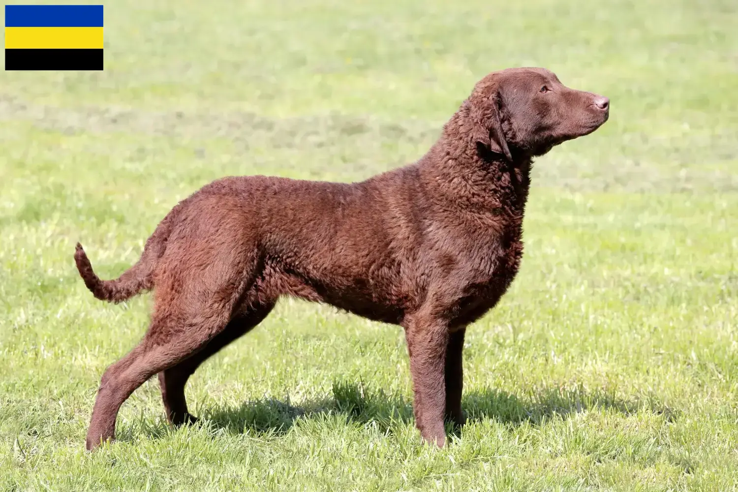 Chesapeake Bay Retriever puppies and breeders Gelderland Find Chesapeake Bay Retriever breeders in Gelderland.