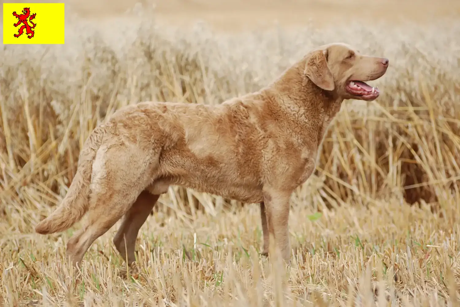 Chesapeake Bay Retriever puppies and breeders South Holland Find Chesapeake Bay Retriever breeders in South Holland.