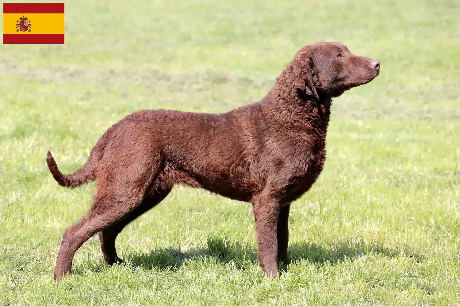 Chesapeake Bay Retriever puppies and breeders Spain Find Chesapeake Bay Retriever breeders in Spain.