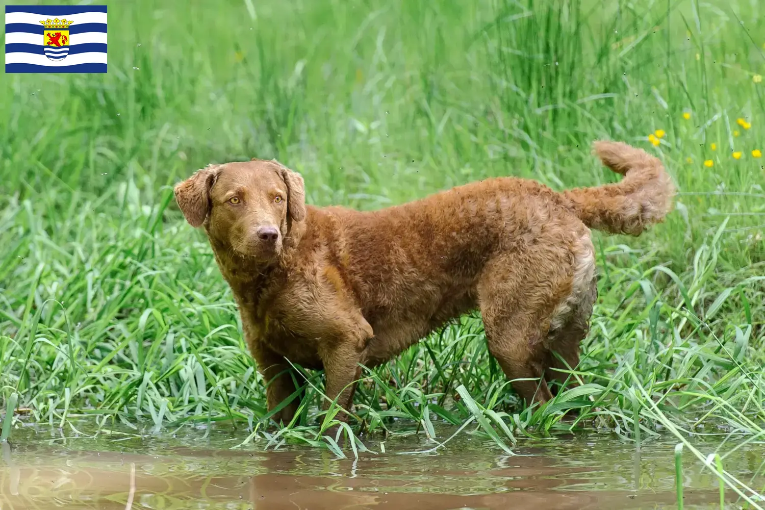 Read more about the article Chesapeake Bay Retriever breeders and puppies in Zeeland