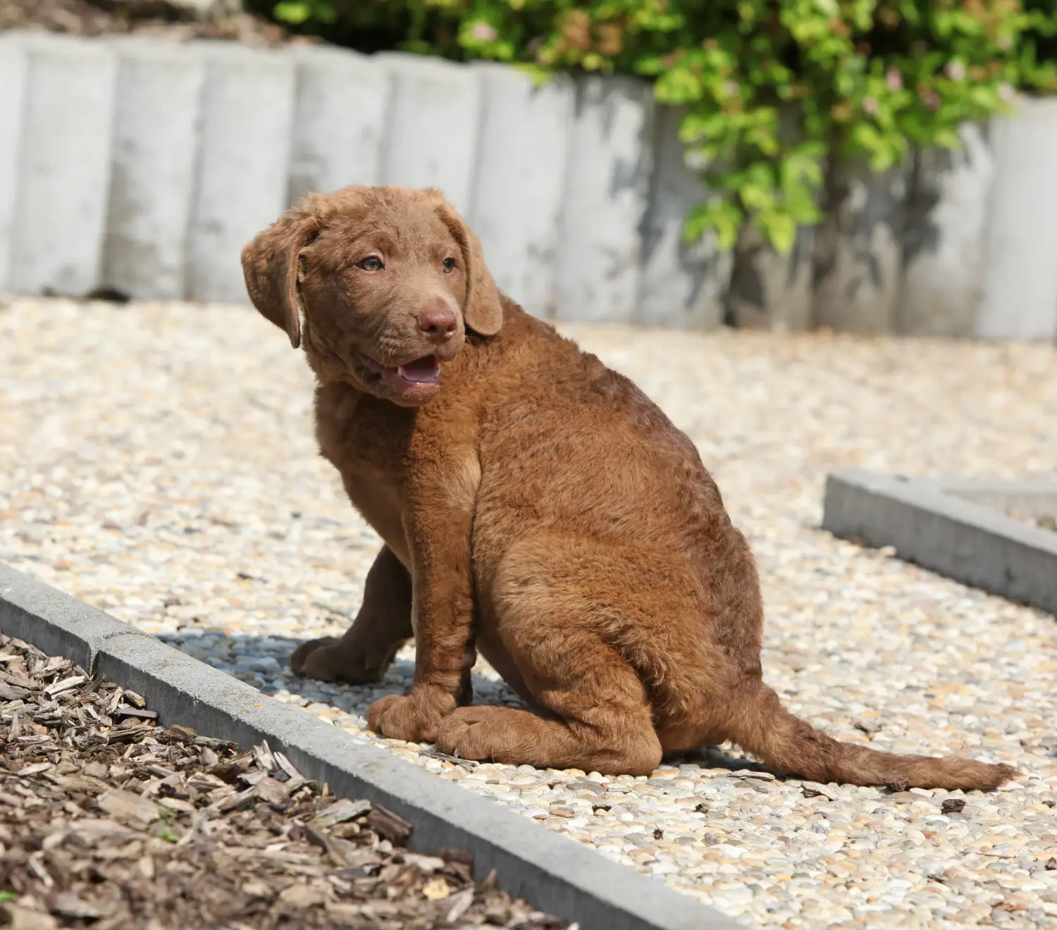 Buying a Chesapeake Bay Retriever puppy means taking responsibility! Buy Chesapeake Bay Retriever puppies.