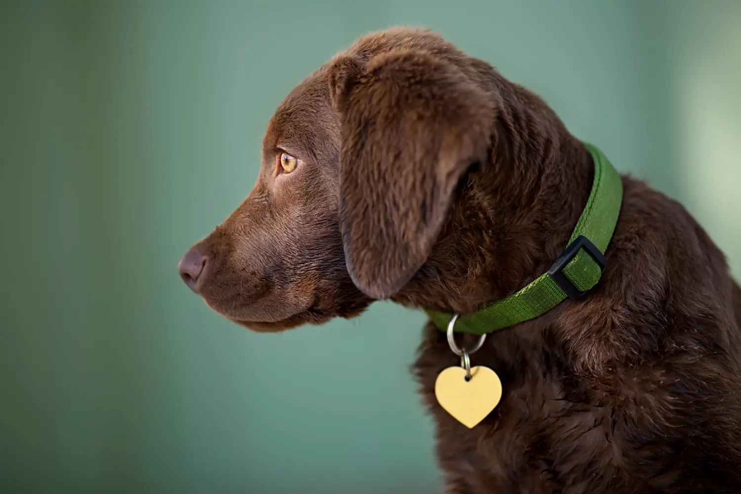 Buying a Chesapeake Bay Retriever puppy means taking responsibility! Buy Chesapeake Bay Retriever puppies.