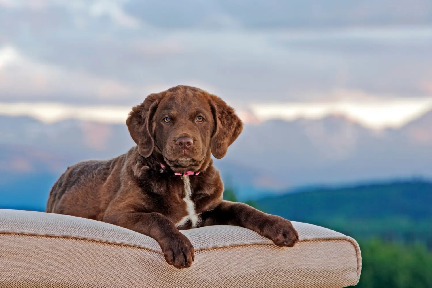Buying a Chesapeake Bay Retriever puppy means taking responsibility! Buy Chesapeake Bay Retriever puppies.
