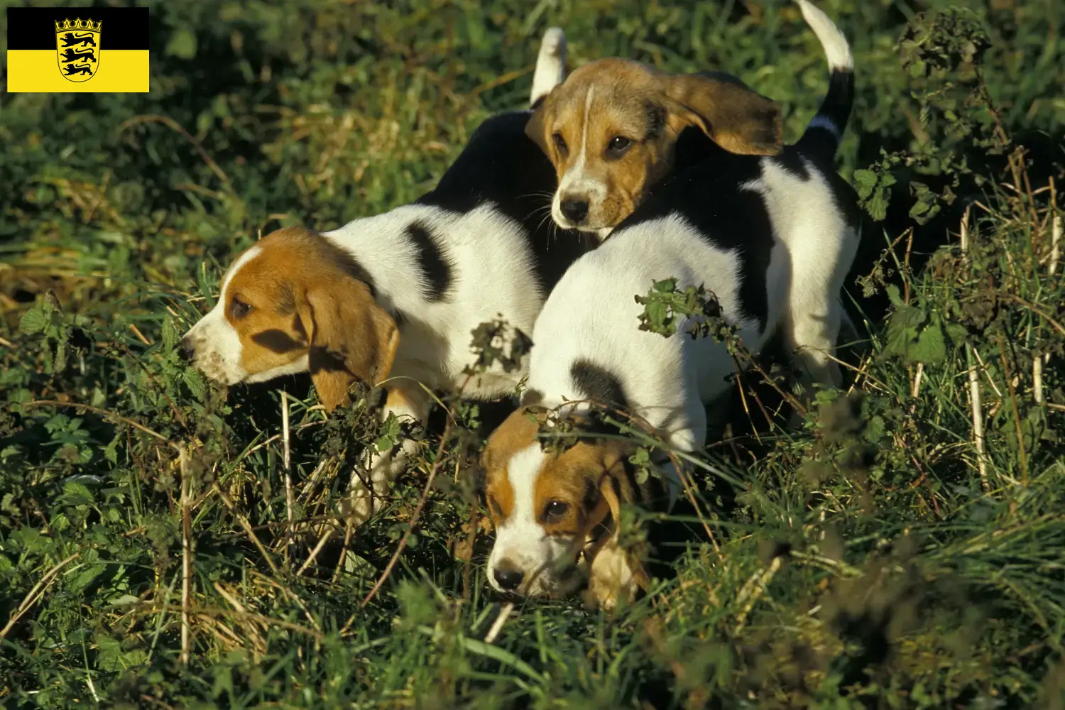 Read more about the article Chien d’Artois breeders and puppies in Baden-Württemberg