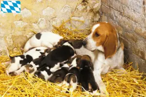 Read more about the article Chien d’Artois breeders and puppies in Bavaria