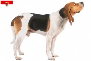 Read more about the article Chien d’Artois breeders and puppies in Brandenburg