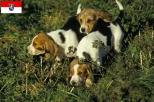 Read more about the article Chien d’Artois breeders and puppies in Hessen