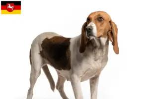 Read more about the article Chien d’Artois breeders and puppies in Lower Saxony