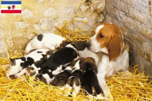 Read more about the article Chien d’Artois breeders and puppies in Mecklenburg-Vorpommern