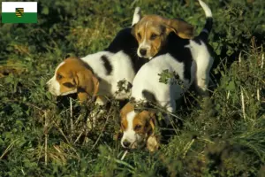 Read more about the article Chien d’Artois breeders and puppies in Saxony