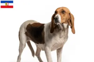 Read more about the article Chien d’Artois breeders and puppies in Schleswig-Holstein