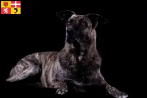Read more about the article Chien de Castro Laboreiro breeders and puppies in Auvergne-Rhône-Alpes