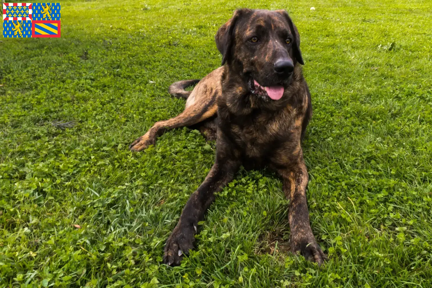 Chien de Castro Laboreiro puppies and breeders Bourgogne-Franche-Comté Here you can find Chien de Castro Laboreiros breeders in Bourgogne-Franche-Comté.