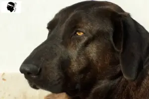 Read more about the article Chien de Castro Laboreiro breeders and puppies in Corsica
