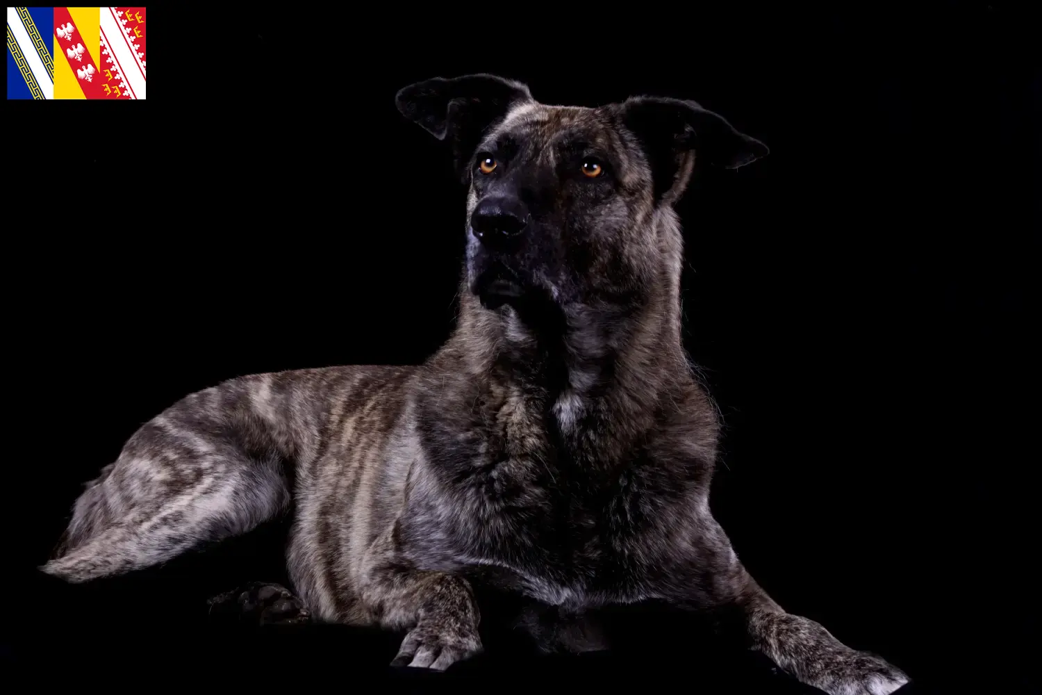Chien de Castro Laboreiro puppies and breeder Grand Est Here you can find Chien de Castro Laboreiros breeders in Grand Est.