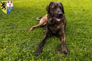 Read more about the article Chien de Castro Laboreiro breeders and puppies in Hauts-de-France