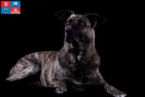 Read more about the article Chien de Castro Laboreiro breeder and puppies in Karlsbad