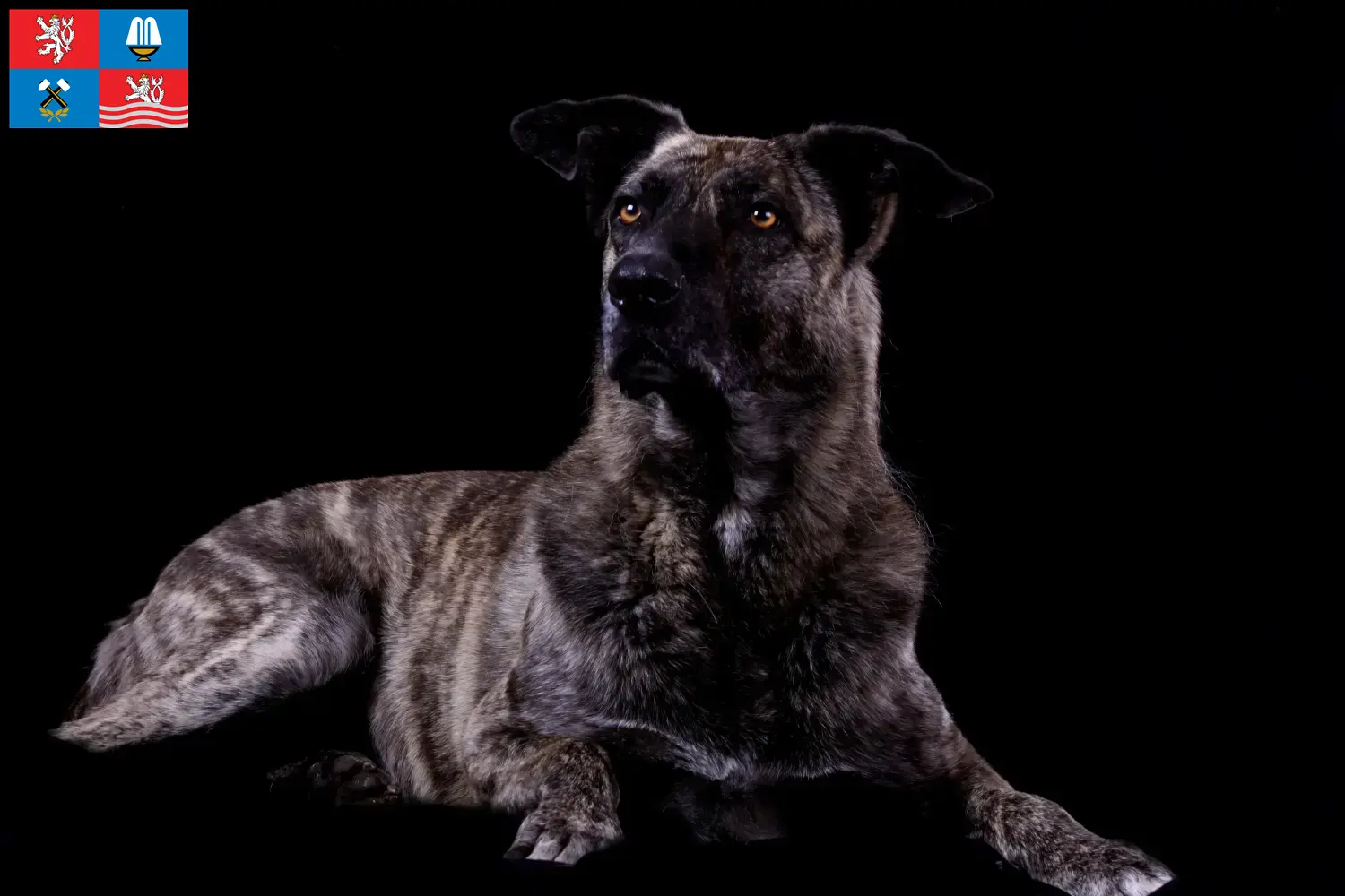Read more about the article Chien de Castro Laboreiro breeder and puppies in Karlsbad