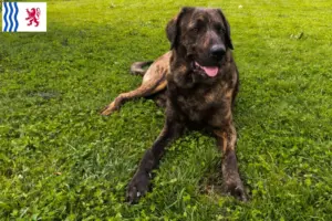 Read more about the article Chien de Castro Laboreiro breeders and puppies in Nouvelle-Aquitaine