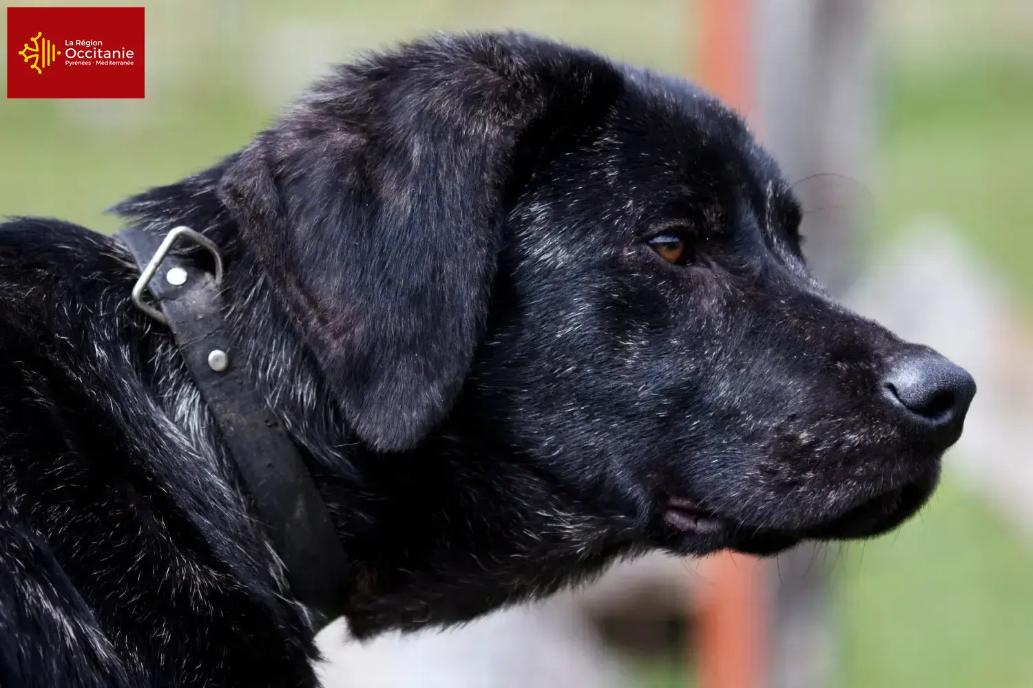 Read more about the article Chien de Castro Laboreiro breeders and puppies in Occitania