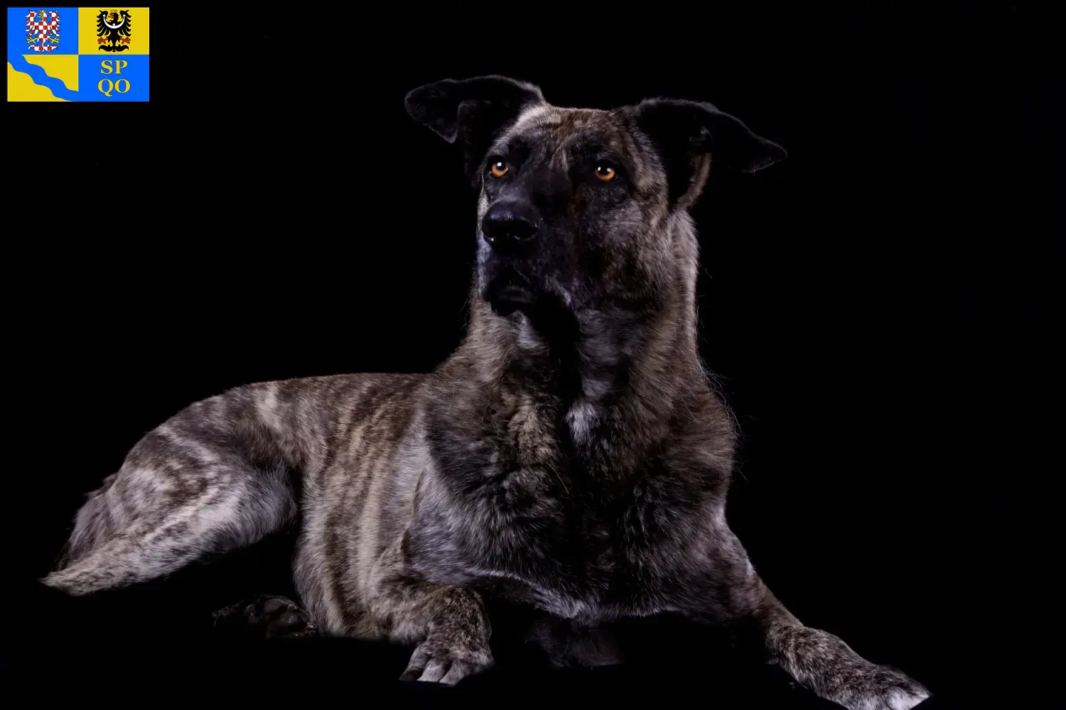 Read more about the article Chien de Castro Laboreiro breeder and puppies in Olomouc