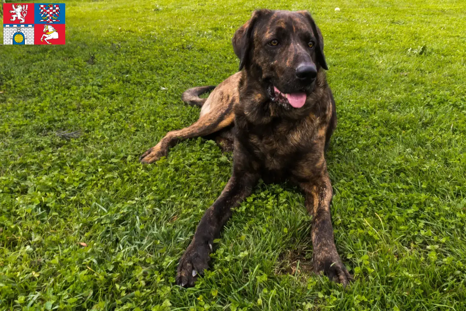Read more about the article Chien de Castro Laboreiro breeder and puppies in Pardubice