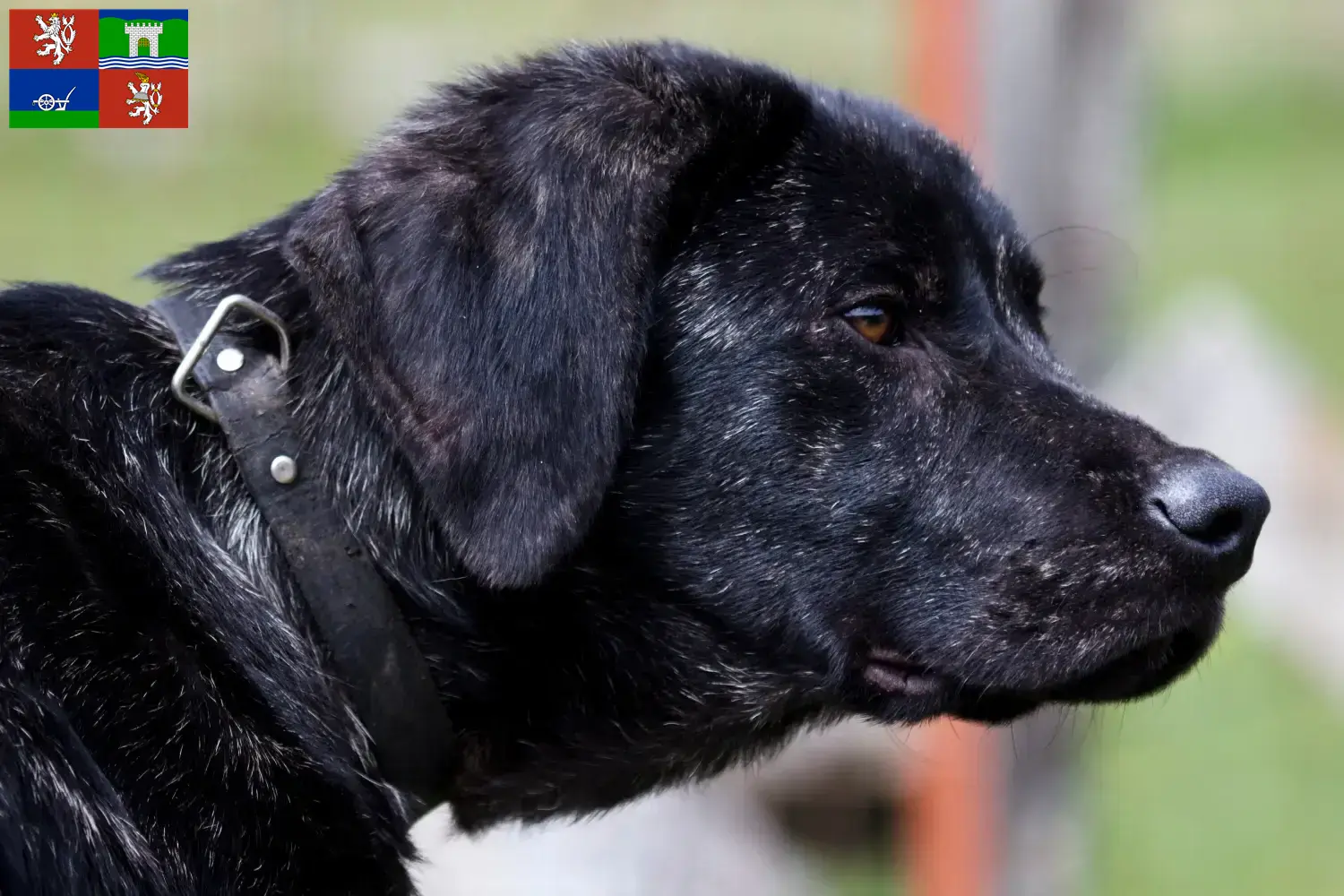 Read more about the article Chien de Castro Laboreiro breeders and puppies in Ústí