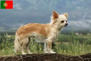 Read more about the article Chihuahua breeders and puppies in Portugal