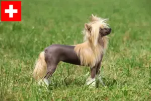 Read more about the article Chinese Crested Dog breeders and puppies in Switzerland