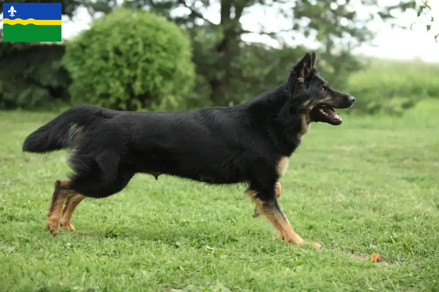 Chodský pes puppies and breeders Flevoland Here you can find Chodský pes breeders in Flevoland.
