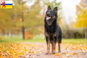 Read more about the article Chodský pes breeders and puppies in Limburg
