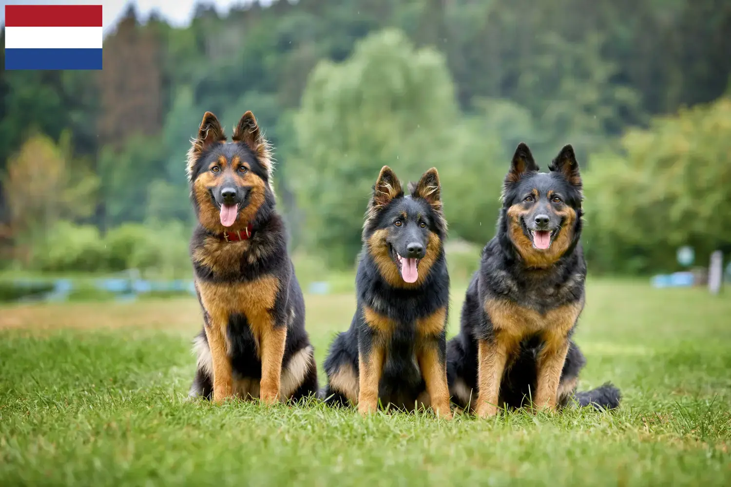Chodský pes puppies and breeders Netherlands Here you can find Chodský pes breeders in the Netherlands.